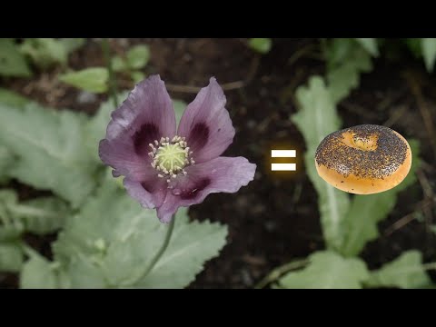 Vidéo: La bonne façon d'arroser les roses : 14 étapes (avec photos)