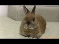 Play with Cute Netherland Dwarf bunny Rabbit Pt.1