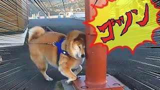 犬も歩けば棒にあたっちゃった よそ見して大胆に ゴチン した柴犬さんのうっかり事件にほのぼの 動画 21年4月23日 エキサイトニュース