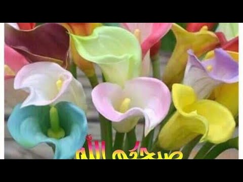 صباحطم هنا وسعاده