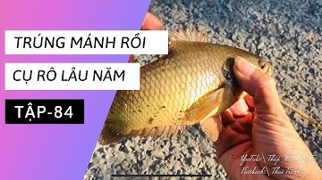 Tập 84 - Câu cá rô đồng tại sông Mỹ An, Tháp Mười, Đồng Tháp, nơi đây cá còn rất nhiều | TMQT