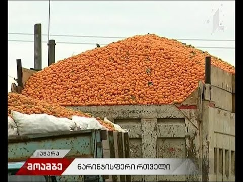 ნარინჯისფერი რთველი