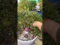 Jade Plant grown at Terrace garden 🏡☘️🌿 #stressrelief #gardening #relaxing #garden