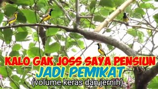 Suara Pikat Sogon Ribut Kombinasi Prenjak Ribut Paling Joss😁