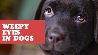Unbelievable Why Do Dogs Have Weepy Eyes?