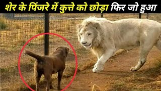 शेर के पिंजरे में कुत्ते को छोड़ा फिर जो हुआ आगे खुद देख लो Unusual Animal Friendships