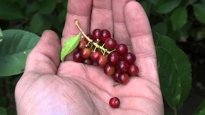 Harvesting Chokecherries