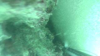 sarago tana at MOV 0007