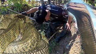 Celebrity PAHIRAPAN SA JUMBO KING COBRA NA NASAGUPA NILA COBRA PRINCE Profile