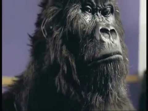 Cadbury gorilla playing all by myself
