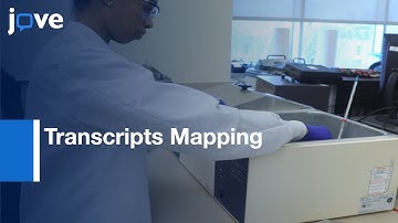 Transcripts Mapping by 3 prime Rapid Amplification of CDNA Ends | Protocol Preview