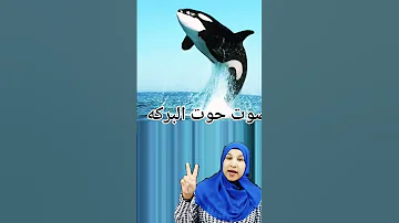 أصوات الحيتان اللى هتسمعوها فى الفيديو ده رعبت العالم كله Shorts 