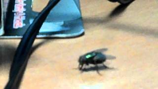 Video of a Fly (Droid Bionic 720P Video Test)