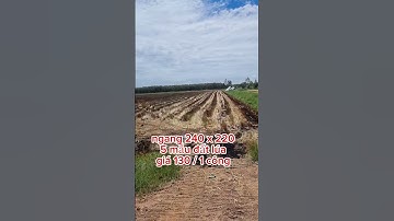 Xuất hiện 5 mẫu đất lúa siêu đẹp ở xã tân hiệp,thạnh hóa,long an  #batdongsan #batđongsangiare