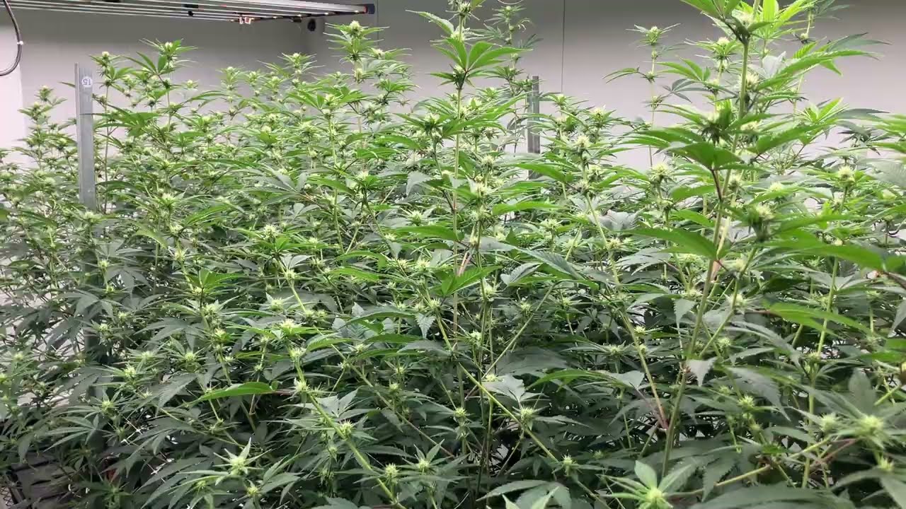 Обновление информации о саде: здоровье кроны деревьев – вечный цикл.