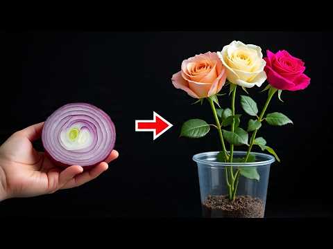 Shallots & Rice Magic! Root Any Rose Cutting Overnight 🌿🌹
