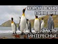 Королевский пингвин интересные факты