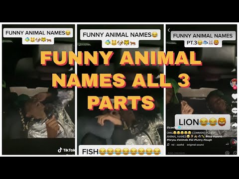 tik-tok-funny-animal-names-all-3-parts-fish-🐟-mousee-🐭😁🤣😅-|-tiktok-memes-2020