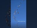 شوف الشيهانه وسط البط صقر الشاهين وسط سرب من البط هجرة الطيور التغطيه Birds Falcon 