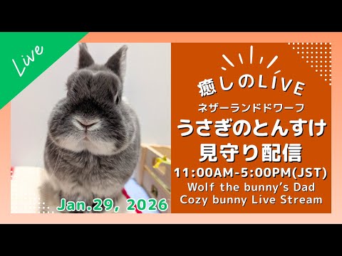 癒しのうさぎ 1 29 Cozy Bunny Life With とんすけ 
