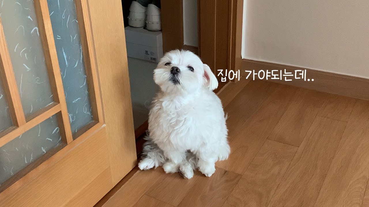 집돌이 강아지가 다른 집에 갔을 때