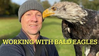 FALCONRY: American Bald Eagle: species spotlight Guide