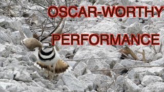 A Killdeer's Broken Wing Act--NARRATED