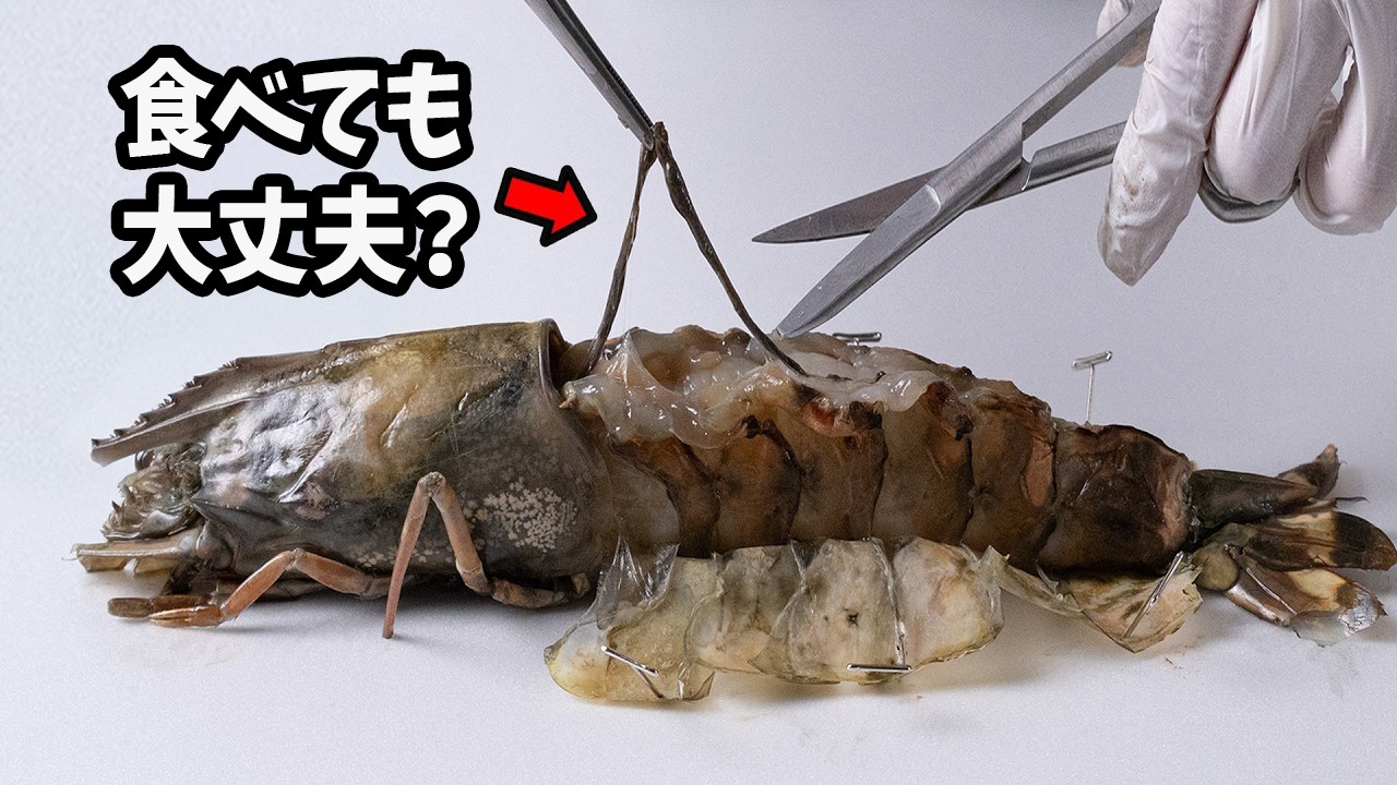 【閲覧注意】エビの背中にある黒い筋の正体とは…？顕微鏡で拡大してみました
