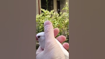 White Java sparrow from 0 to 3 years old | pets funny videos 2023  #shorts #cute #funny
