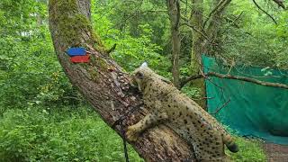 Archerytime 3D Parcours Sauerthal