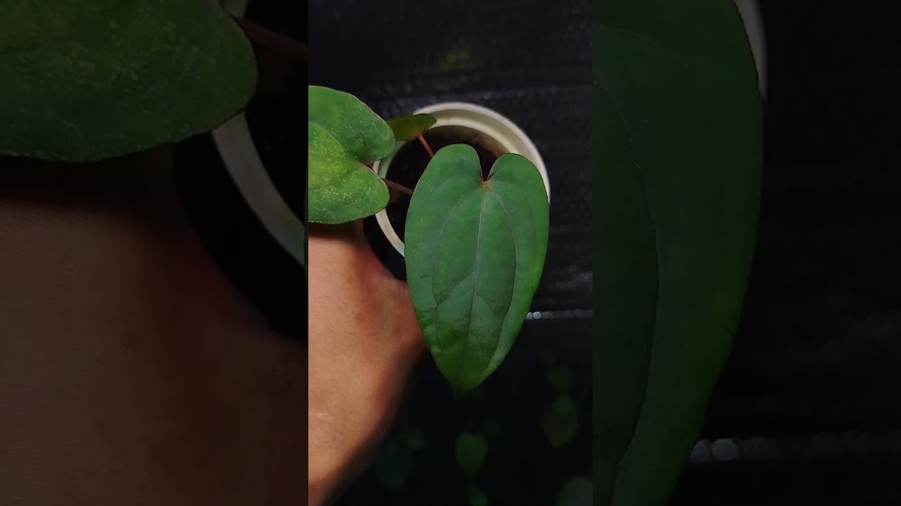 Red Vein Dark Phoenix🔥