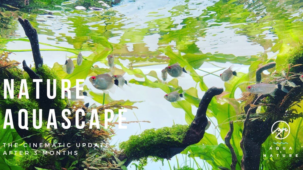 Cinematic Aquascape Update: ADA 60p Nature Aquarium Style by Aqua Nature
