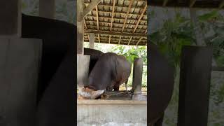 Sapi bali jumbo super | Sapi Bali jumbo bobot 500kg up
