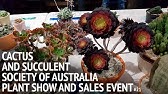 How to get Cacti and Succulent plants to flower