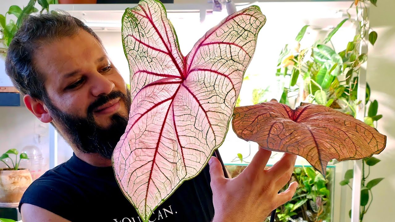 كيفية العناية بنبات الكلاديوم #plants  #caladium #plantlover