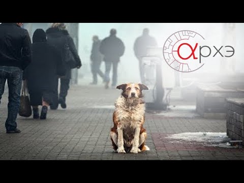 Андрей Тупикин: "Бездомные собаки глазами биолога"