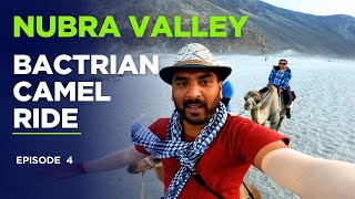 Nubra Valley Bactrian Camel Ride | Thrilling Adventure in Ladakh | Ladakh Unfiltered
