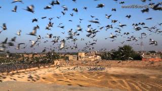 Demoiselle Cranes in Khichan Rajasthan India