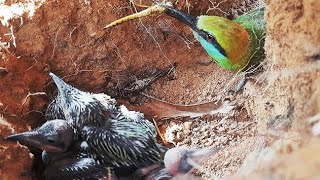 Bee Eater's Series of feed RED DRAGON, Fly, Grub | Baby Birds in Nest | FULLVIDEO 3