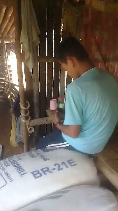 beginilah kalo panen pad sukabumi seru pada di hutan semua 1 keluarga