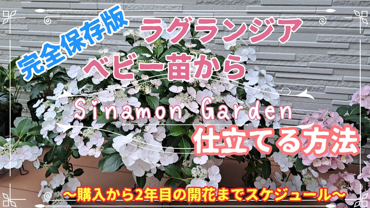 【アジサイ】ラグランジア育て方| ベビー苗から植付け|6倍以上咲かせるコツ!! ❘PWさんラグランジア【ガーデニング】
