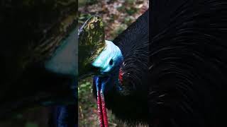 Australia Adventure at Blank Park Zoo  #zoo #wildlife #animals