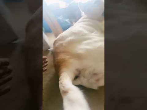 A dog go crazy #dog