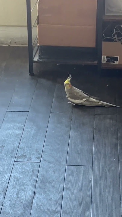 Cockatiel alzando vuelo🥰🇸🇻