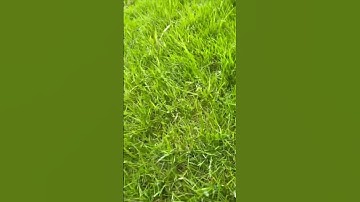 Music to my ears - metal detecting #shorts