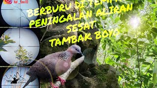 Berburu Burung Tekukur Dengan Senapan Angin