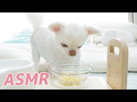 【ASMR】愛犬がリンゴを食べる音！【咀嚼音】