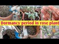 Dormancyperiodinroseplantscowdungfertilizergobarkhadorganicfertilizer    