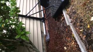 LiveLeak Com Cutting The Head Off A Snake LiveLeak Com Cutting The Head Off A Snake