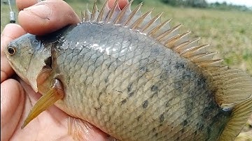 Câu cá rô đồng, cá thác lác.giao lưu cùng fan tân hưng trúng điểm toàn cá rô đồng,thát lát khủng.